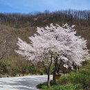 전북 임실 관촌 두릅 투어 및 활짝핀 벚꽃 이미지