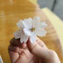 카페모음