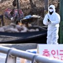 화성양돈 이미지