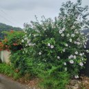 곡대서의펜션 이미지