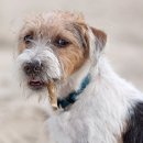 애견시선 이미지