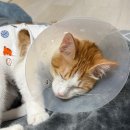 경기도 수원시 영통구 매탄로 매탄로37번길 이미지