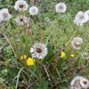 민들레홀씨 이미지