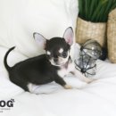 제일애견 이미지