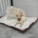 니나펫카페 이미지