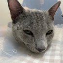 닥터각 동물병원 이미지