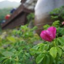 팍스빌펜션 이미지