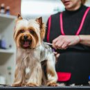 강아지 미용 이미지