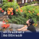 화순IC광주방향(광주) | 광주 근교 능소화 스팟 화순 만연사 개화상태, 포토스팟 후기