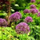 뷰티바이올렛 이미지