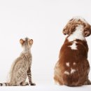 위례중앙동물의료센터 이미지