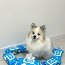 클린축산 | 클린포포 반려동물전용 강아지 고양이 물티슈 안심 추천