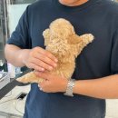 라르펫 | 여름 일상, 그리고 웨딩촬영!