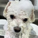 도그웨이살롱 이미지