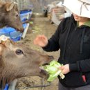 우리사슴목장 이미지