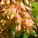 가죽나무 [Tree of Heaven (Ailanthus altissima)] 이미지