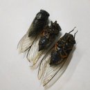 이야기로 여는 음악세상 | [2026.8.19(수)] 아침을 여는 음악 - ‘여름 안녕’-매미
