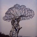 소리나무 이미지