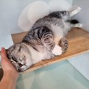 아이조아 이미지