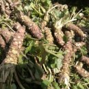 배한농장 이미지