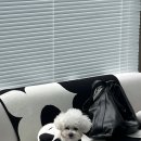 리누아 | 전주 속눈썹펌 효자동 신시가지 리누아 방문후기