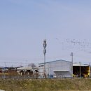 성환천 억새길 이미지