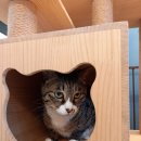 펫파민트 이미지