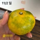 오채연 | ☠️☠️! 벌써 11월이라고? 그럼 난 어떡하라고