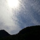 님마을민들레