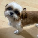 츄츄펫 CHUCHU PET | 강아지 미역 간식 추천 레디펫고 후코이단 먹은 황태 l 사랑이 츄츄 급여 후기