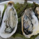 조개사랑 이미지