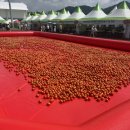 수박&토마토 축제 | 횡성 둔내 토마토축제 방문후기