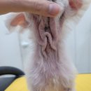 나나펫 | 청덕동애견미용 나나펫살롱 솔직후기, 14살 우리 아이도 안심하고 다니는 곳