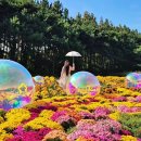 3612 | 인천 _ 서울근교 가을 국화축제 첫날 방문 드림파크야생화단지