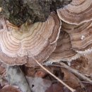 운지버섯의 효능과 비슷한 버섯들 이미지