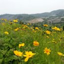 노란꽃