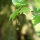 PLATANUS 이미지