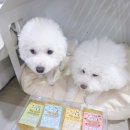 홍천 개아빠 | 수제습식사료, 노견도 폭풍 흡입! 홍천개아빠 자연식 솔직후기