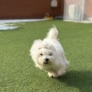 멍냥스테이 애견호텔유치원 이미지