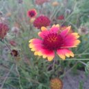 좋은사람들보디가드/리바이스해피몰점 | 타라지몽 톰보이 버버리 판매직 구인구직 채용정보