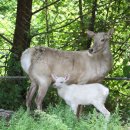 호동목장 이미지