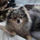 팝콘노래연습장 | 靑春