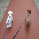 독앤걸즈 이미지