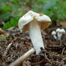 성기목장 이미지