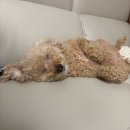 동춘천농협하나로마트 학곡점 | 강아지 슈가와 함께하는 춘천