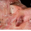 야베스메디 | [성남재활/분당재활/서현재활] 전거비인대, 그것이 알고싶다!!