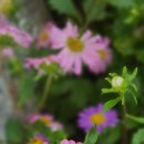 담양라라345 이미지