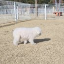 파라독스글램핑 | 태안 파라독스 애견펜션