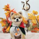 메리몰펫샵 - 동래구 쇠미로60번길 53 | 메리몰펫샵