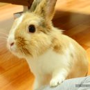 토끼먹골 이미지